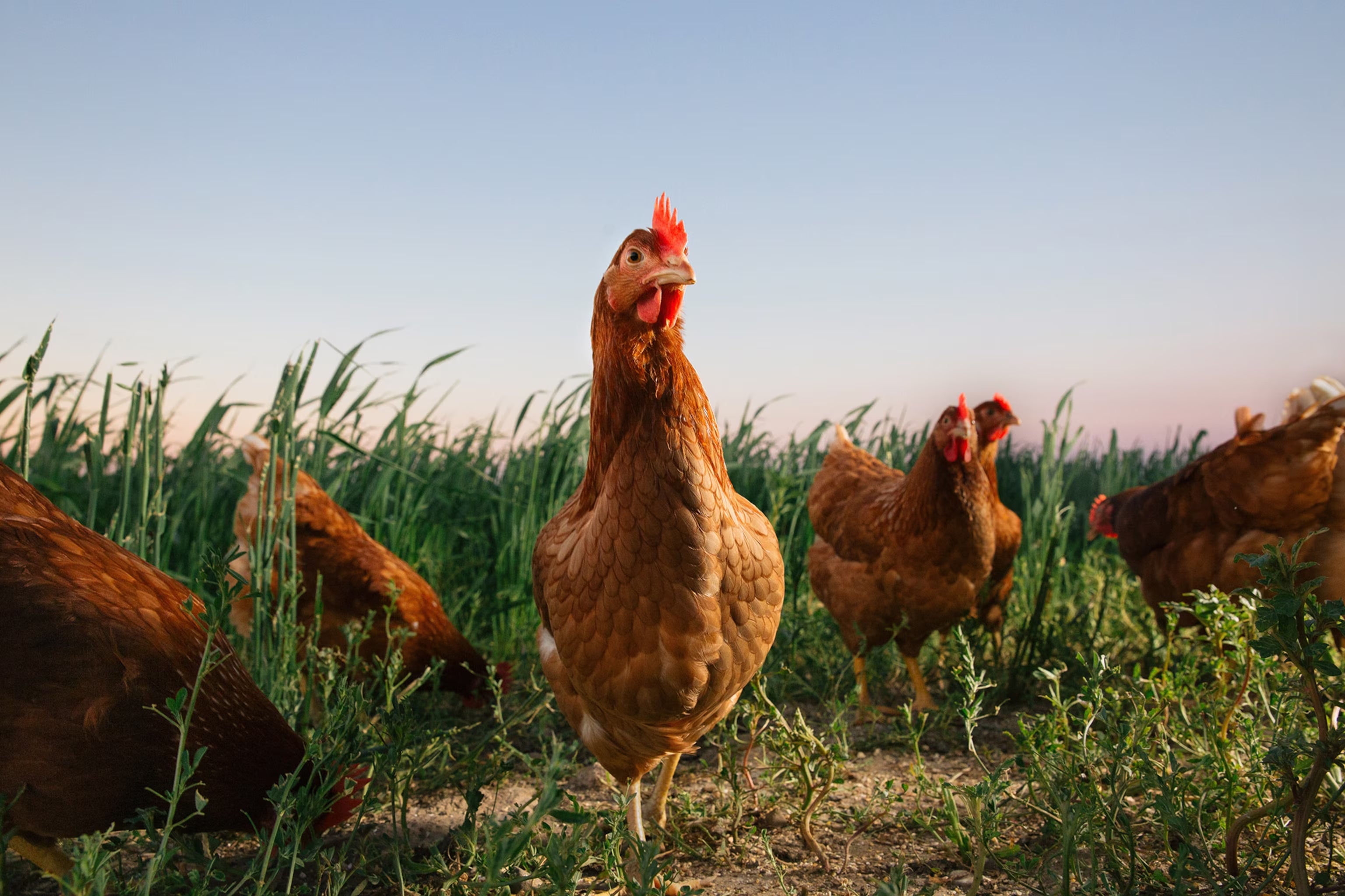 Alimentación Orgánica