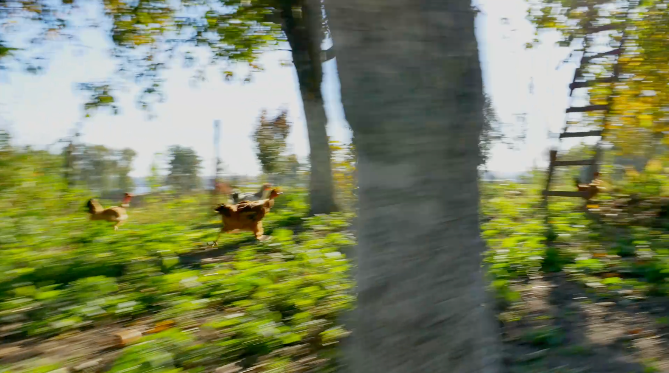 Las gallinas necesitanmoverse para estar sanas