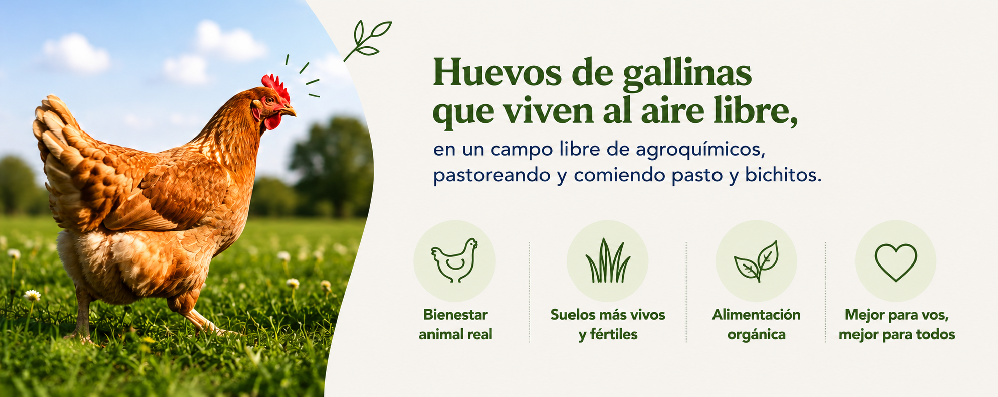 Huevos de gallinas que viven al aire libre, en un campo libre de agroquímicos. Bienestar animal real, suelos más vivos y fértiles, alimentación orgánica, mejor para vos y para todos.